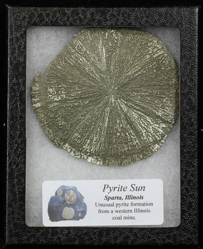 Pyrite Sun In Riker Mount Case - Illinois #31177
